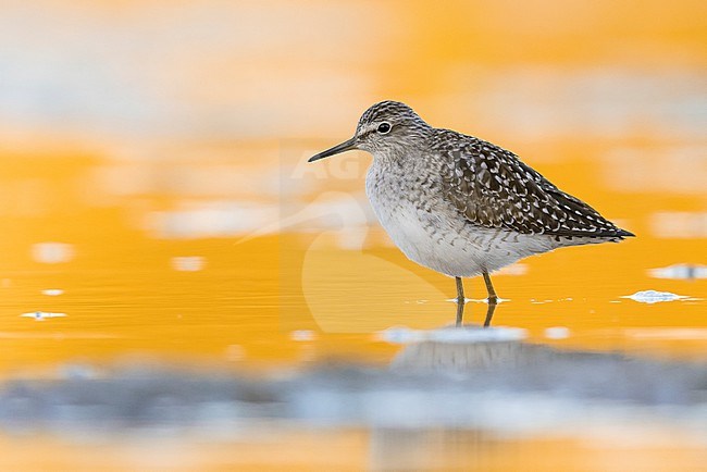 Wood Sandpiper (Tringa glareola), side view of an adult standing in the water, Campania, Italy stock-image by Agami/Saverio Gatto,