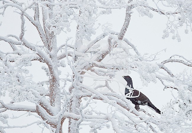 Capercaillie male (Tetrao Urogallus) Salla Finland February 2018 stock-image by Agami/Markus Varesvuo,