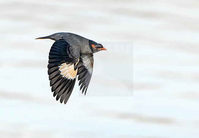 Bank Myna (Acridotheres ginginianus) in India. stock-image by Agami/Dani Lopez-Velasco,