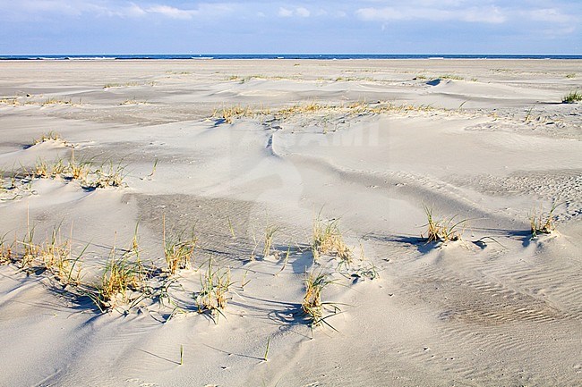 Landscape of the Dutch Wadden Isle Schiermonnikoog. Broad beach along the coast with white sand and low vegetation growing. Start of new dunes. stock-image by Agami/Menno van Duijn,