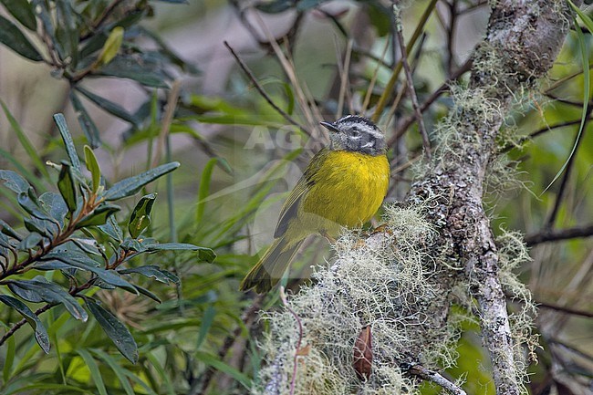 Santa Marta Warbler (Myiothlypis basilica) in Colombia. stock-image by Agami/Pete Morris,