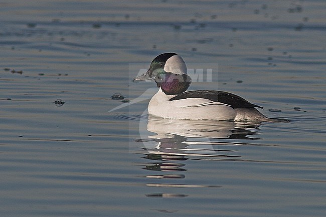 Bufflehead  (Bucephala albeola)  swimming in Victoria, BC, Canada. stock-image by Agami/Glenn Bartley,