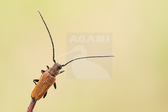 Anisarthron barbipes - Rosthaar-Bock, Germany (Baden-Württemberg), imago stock-image by Agami/Ralph Martin,
