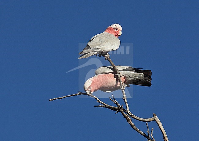 Galah (Eolophus roseicapilla) perched in a tree stock-image by Agami/Andy & Gill Swash ,
