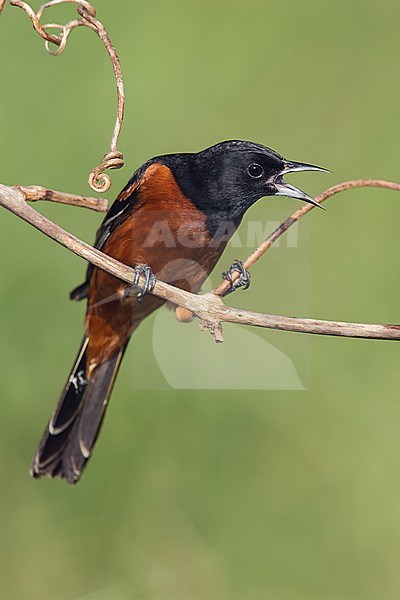 Adult male
Galveston Co., TX
April 2006 stock-image by Agami/Brian E Small,