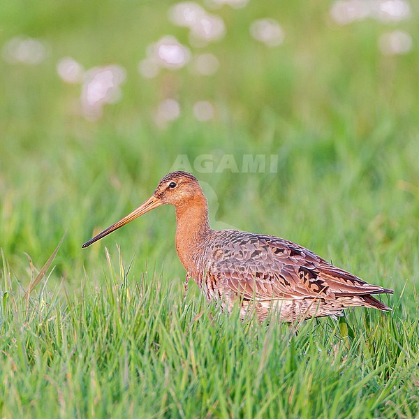 Adult Black-tailed Godwit (Limosa limosa) in the Netherlands. Walking in a green sping meadow. stock-image by Agami/Marc Guyt,