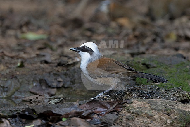 White-crested Laughingthrush (Garrulax leucolophus) at Kaeng Krachan NP, Thailand stock-image by Agami/David Monticelli,