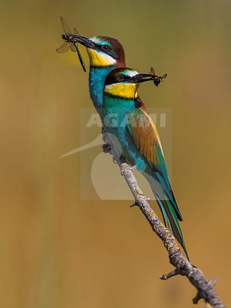 Bijeneter met libel, European Bee-eater with Dragonfly stock-image by Agami/Daniele Occhiato,