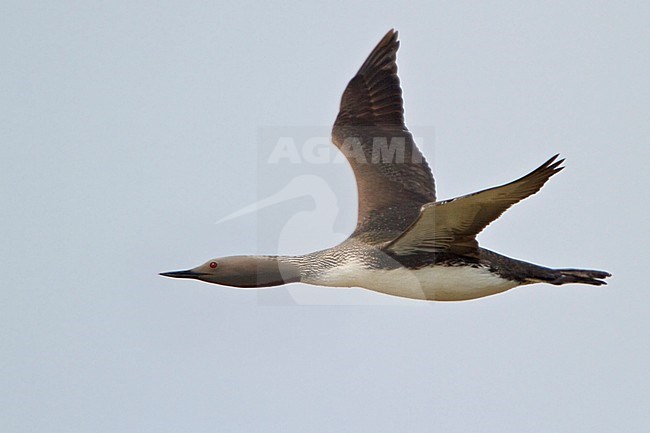 Red-throated Loon (Gavia stellata) flying in Churchill, Manitoba, Canada. stock-image by Agami/Glenn Bartley,