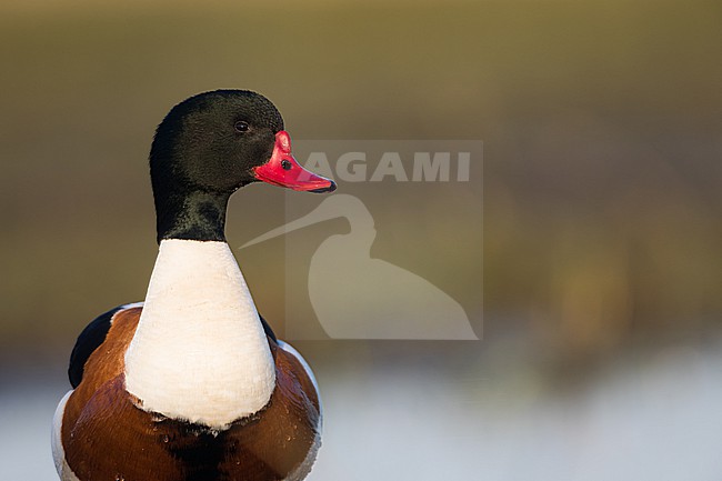Common Shelduck - Brandgans - Tadorna tadorna, Germany (Schleswig-Holstein), adult, female stock-image by Agami/Ralph Martin,