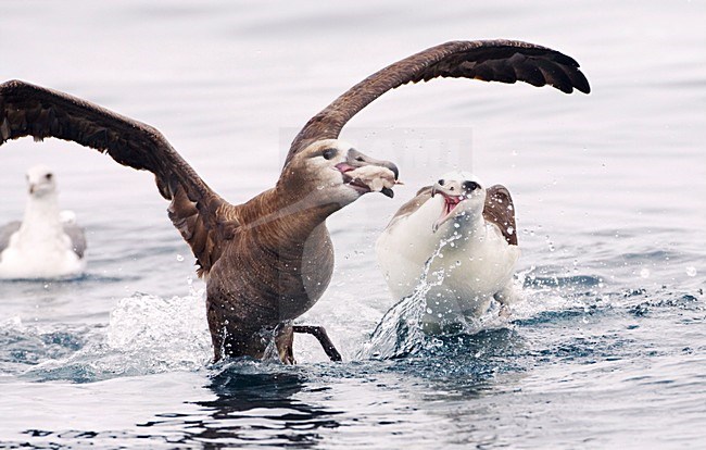 Zwartvoetalbatros vechtend met Laysanalbatros; Black-footed Albatross fighting with Laysan Albatross over food stock-image by Agami/Marc Guyt,
