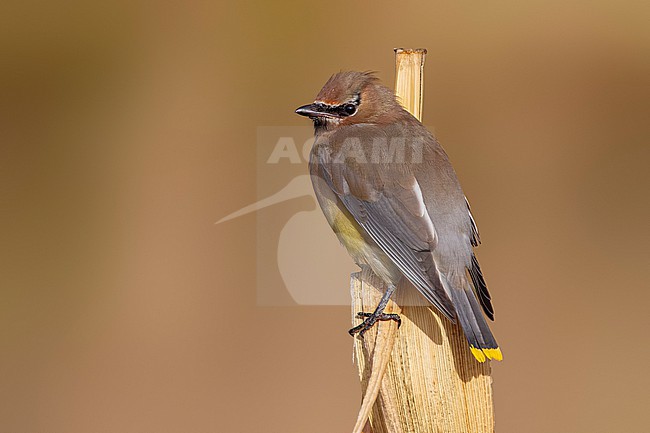 First winter Cedar Waxwing (Bombycilla cedrorum) sitting on a corn in Middle Fields of Vila do Corvo, Corvo, Azores, Portugal. stock-image by Agami/Vincent Legrand,