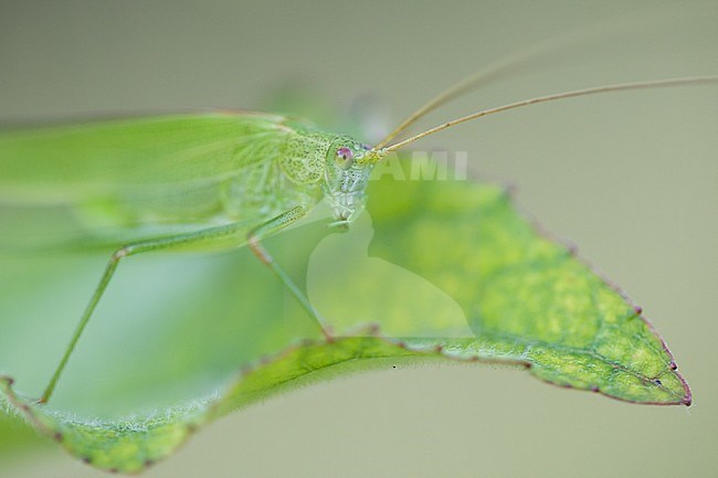 Phaneroptera falcata - Common Sickle Bush-cricket - Gemeine Sichelschrecke, Germany (Baden-Württemberg), imago stock-image by Agami/Ralph Martin,