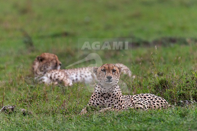 Two male cheetah brothers, Acinonyx jubatus, resting. Masai Mara National Reserve, Kenya. stock-image by Agami/Sergio Pitamitz,