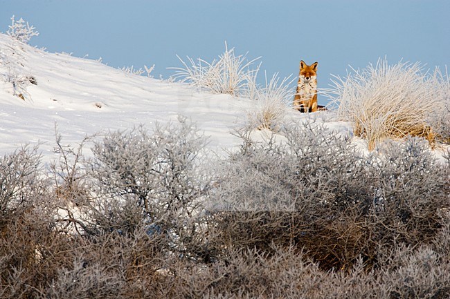 Vos in het landschap; Red Fox in the landscape stock-image by Agami/Menno van Duijn,