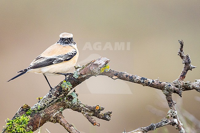  stock-image by Agami/Menno van Duijn,