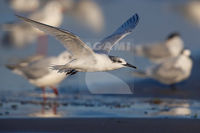 Sandwich Tern (Thalasseus sandvicensis), side view of an adult in winter plumage in flight, Campania, Italy stock-image by Agami/Saverio Gatto,