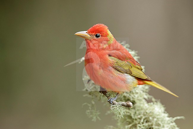 Second calendar year male Summer Tanager (Piranga rubra)  perched on a branch in Galveston County, Texas, United States, during spring migration. stock-image by Agami/Brian E Small,