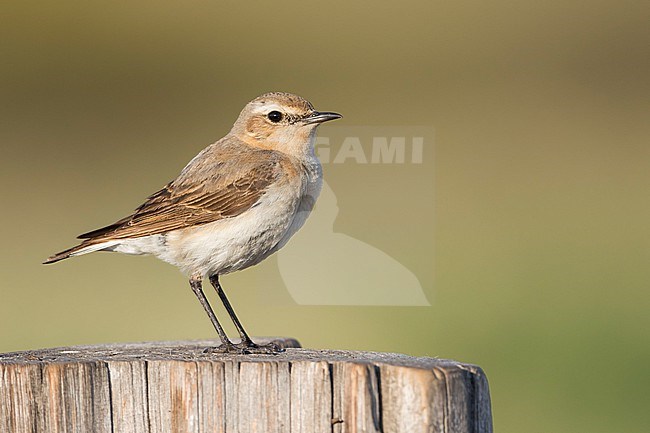 Northern Wheatear - Steinschmätzer - Oenanthe oenanthe oenanthe, Russia (Baikal), adult female stock-image by Agami/Ralph Martin,