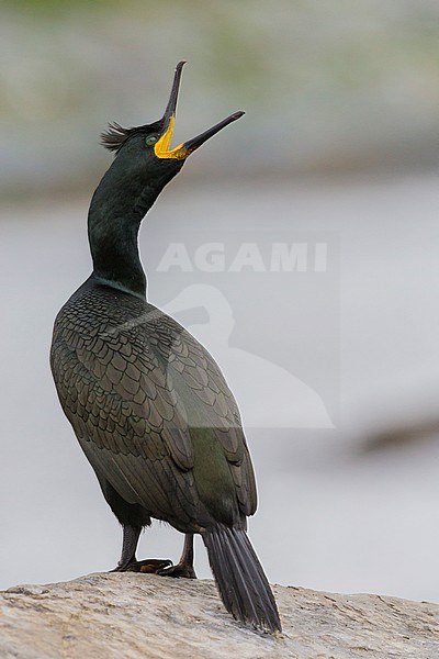 European Shag (Phalacrocorax aristotelis), adult with open bill standing on a rock stock-image by Agami/Saverio Gatto,