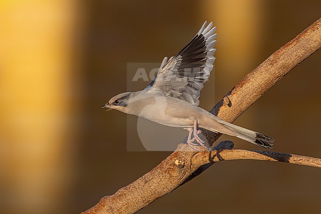 Adult male Grey Hypocolius, (Hypocolius ampelinus) flying over Kuwait City, Kuwait. stock-image by Agami/Vincent Legrand,