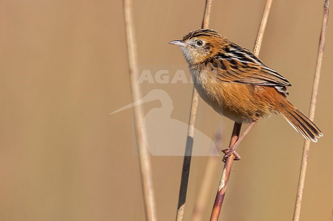 African Zitting cisticola (Cisticola juncidis) perched on a branch in Tanzania. stock-image by Agami/Dubi Shapiro,