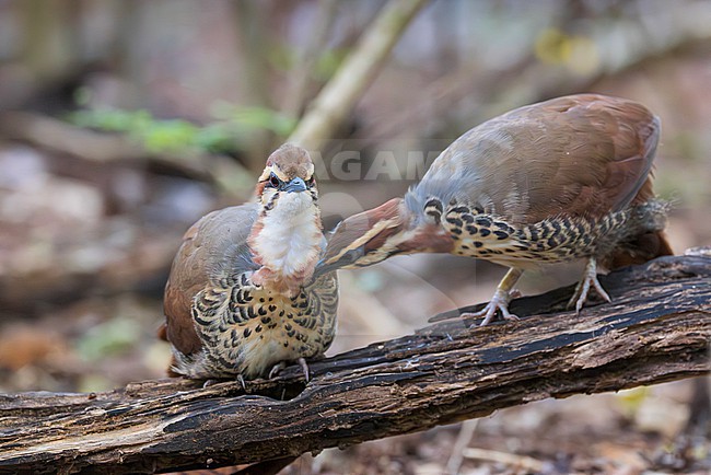 The white-breasted mesite (Mesitornis variegatus) is a ground-dwelling bird endemic to Madagascar. One of three species in the mesite family. It has a small population and is restricted to five sites in the north and west of the island, and one in the east. Here we see a unique moment of a pair of mesites preening. stock-image by Agami/Jacob Garvelink,