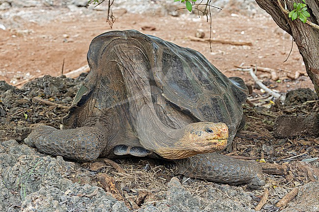 Galápagos giant tortoise (Chelonoidis niger) on the Galapagos Islands, part of the Republic of Ecuador. stock-image by Agami/Pete Morris,