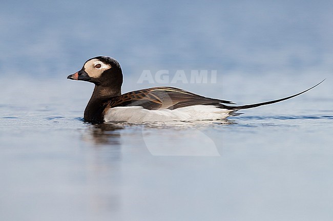 Long-tailed Duck (Clangula hyemalis), adult male swimming in a pond stock-image by Agami/Saverio Gatto,