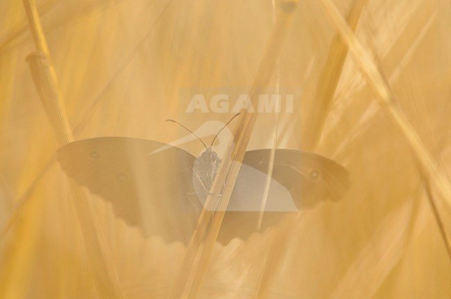Blauwoogvlinder, Dryad stock-image by Agami/Rob de Jong,
