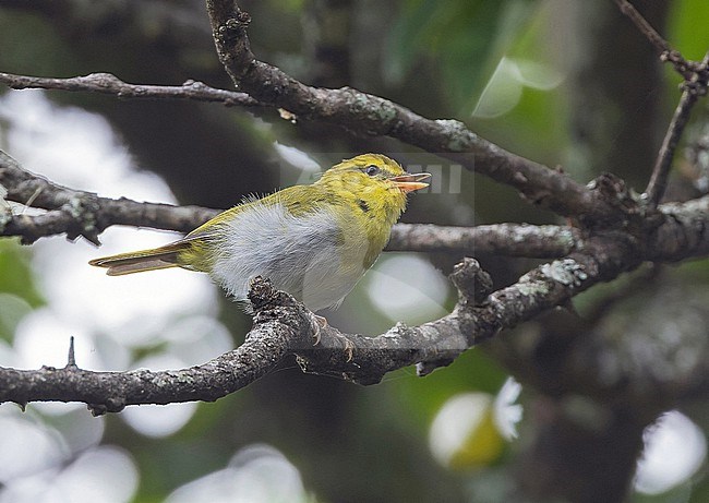 Laura's Woodland Warbler, Phylloscopus laurae, in Angola. stock-image by Agami/Pete Morris,