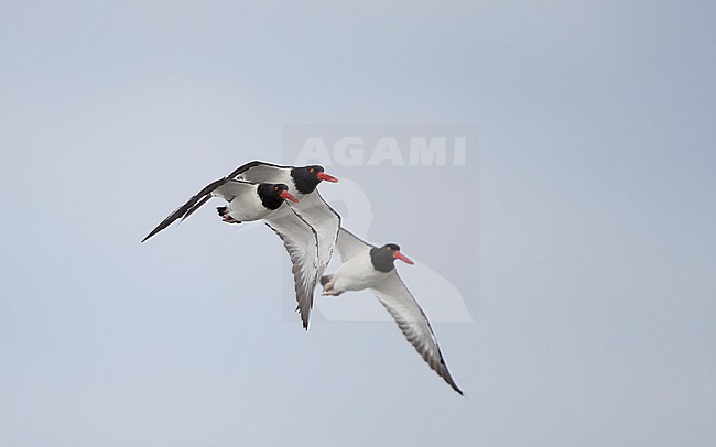 American Oystercatcher (Haematopus palliatus), in flight at Stone Harbor, New Jersey, USA stock-image by Agami/Helge Sorensen,