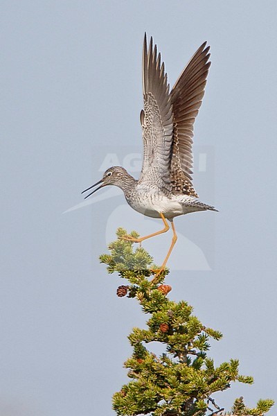 Lesser Yellowlegs (Tringa flavipes) perched on a branch in Churchill, Manitoba, Canada. stock-image by Agami/Glenn Bartley,