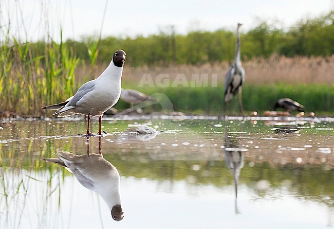 Kokmeeuw staand in water met vogels in achtergrond; Common Black-headed Gull standing in water with birds in background stock-image by Agami/Marc Guyt,