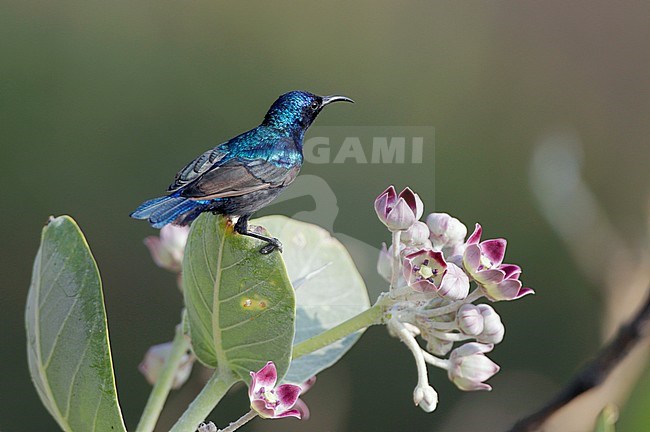 Palestijnse honingzuiger mannetje, Palestine Sunbird (Nectarinia osea) male on Calotropis flowers stock-image by Agami/Dick Forsman,