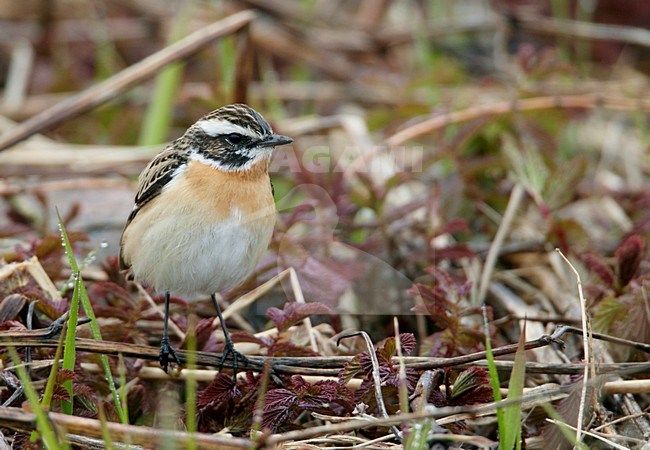 Volwassen mannetje Paapje in zomerkleed; Adult male Winchat in breeding plumage stock-image by Agami/Markus Varesvuo,