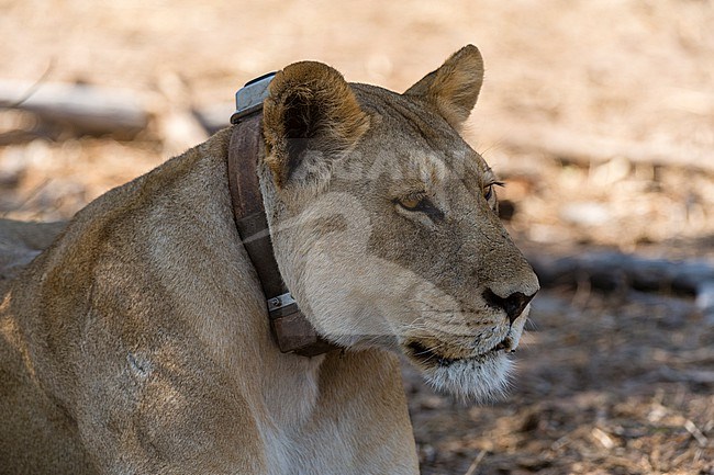 A lioness, Panthera leo, wearing a tracking collar in Chobe National Park. Botswana. stock-image by Agami/Sergio Pitamitz,