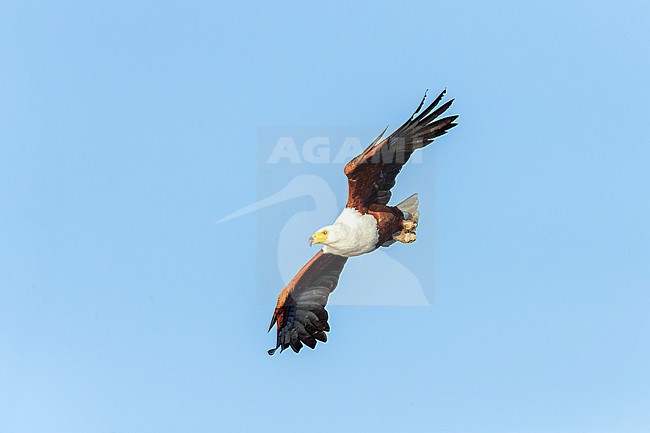 Adult African Fish Eagle (Icthyophaga vocifer) in flight at Lake Naivasha. stock-image by Agami/David Monticelli,