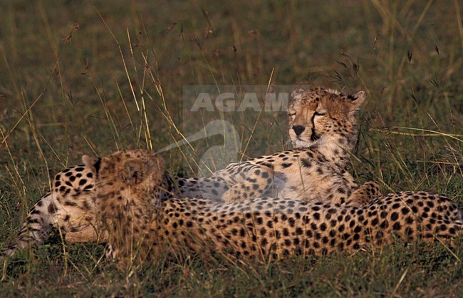 Cheetah adult female laying with two young animals; Jachtluipaard volwassen vrouw liggend  met twee jongen stock-image by Agami/Marc Guyt,