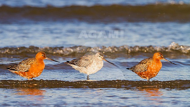 Rosse Grutto, Bar-tailed Godwit, Limosa lapponica males and female stopover during spring migration stock-image by Agami/Menno van Duijn,