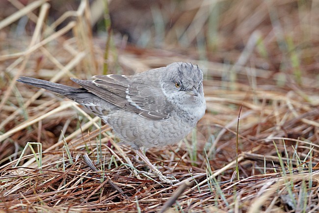 Sperwergrasmus foeragerend op de grond; Barred Warbler foraging on the ground stock-image by Agami/Markus Varesvuo,