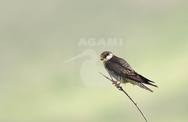 Second calendar year female Amur Falcon (Falco amurensis) in Mongolia during spring migration. Perched on a twig. stock-image by Agami/James Eaton,