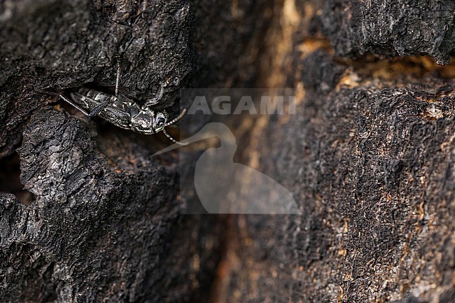 Xylotrechus rusticus - Dunkler Holzklafterbock, Russia (Baikal), imago, female, oviparous stock-image by Agami/Ralph Martin,