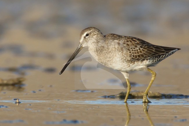 Onvolwassen Grote Grijze Snip, Juvenile Long-billed Dowitcher stock-image by Agami/Brian E Small,
