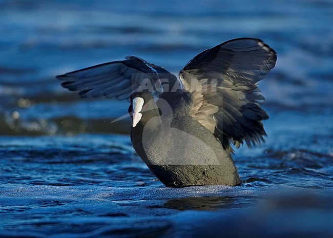 Zwemmende Meerkoet; Swimming Eurasian Coot stock-image by Agami/Markus Varesvuo,