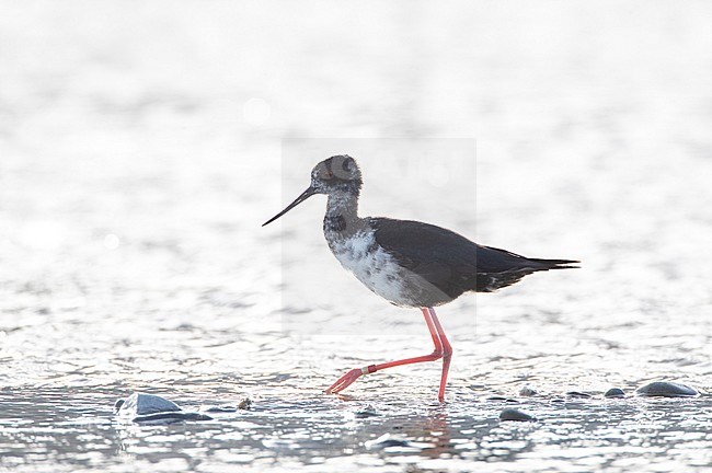 Immature critically endangered Black Stilt (Himantopus novaezelandiae) wading in river delta in Glentanner Park, Mackenzie Basin, South Island, New Zealand. Known as Kaki in Maori. stock-image by Agami/Marc Guyt,