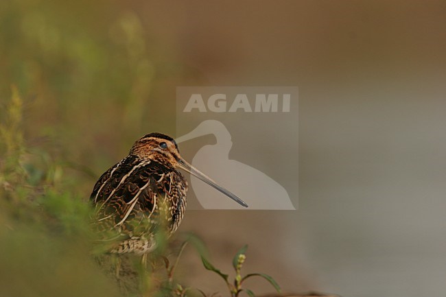 Common Snipe standing at waterside Netherlands, Watersnip staand aan waterkant Nederland stock-image by Agami/Menno van Duijn,