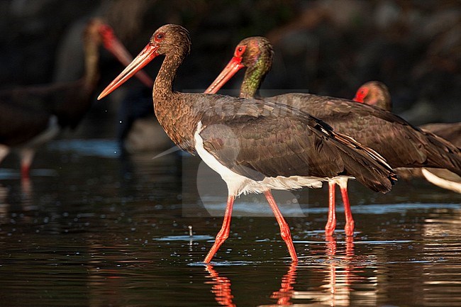 Black Stork (Ciconia nigra) wading through shallow water in Spain. stock-image by Agami/Oscar Díez,