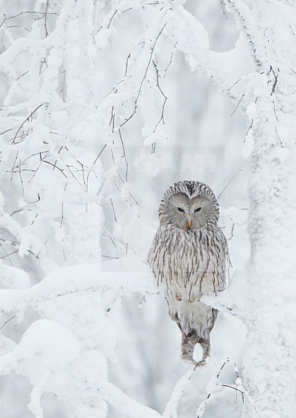 Oeraluil rustend in een besneeuwde boom, Ural Owl resting in a snow covered tree stock-image by Agami/Markus Varesvuo,