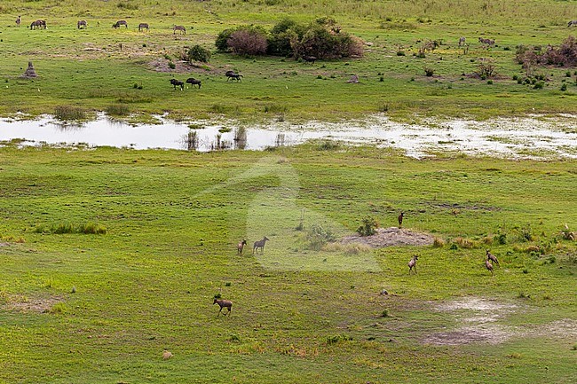 An aerial view of a herd of tsessebes, Damaliscus lunatus. Three wildebeests in the distance. Okavango Delta, Botswana. stock-image by Agami/Sergio Pitamitz,
